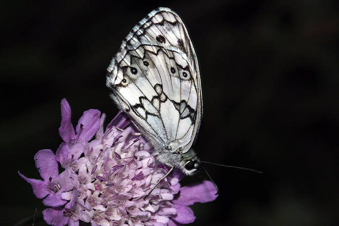 Melanargia lachesis